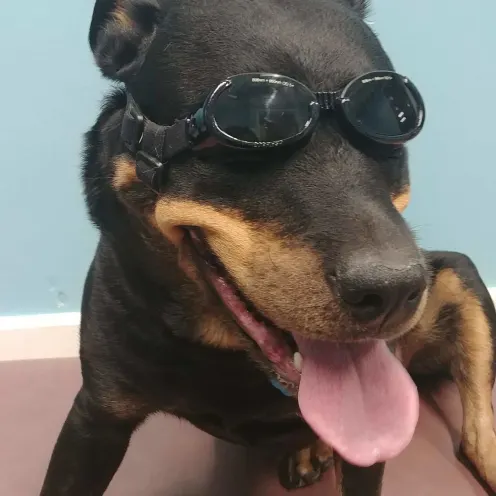 Dog with glasses at Pittsburgh Premier Veterinary Care